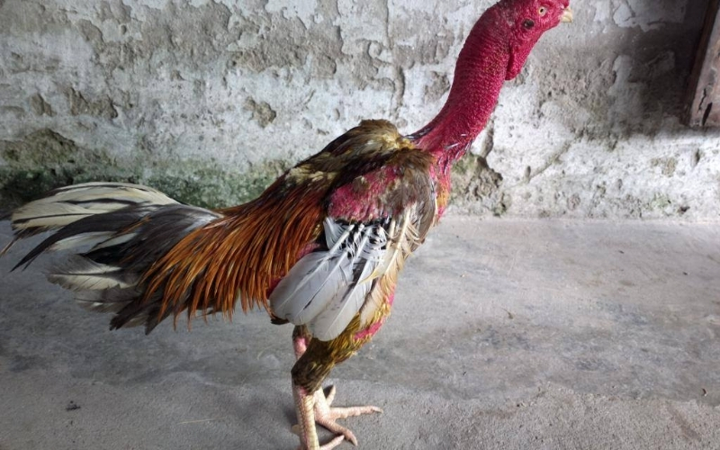 Bí quyết xem tướng gà chọi thần kê