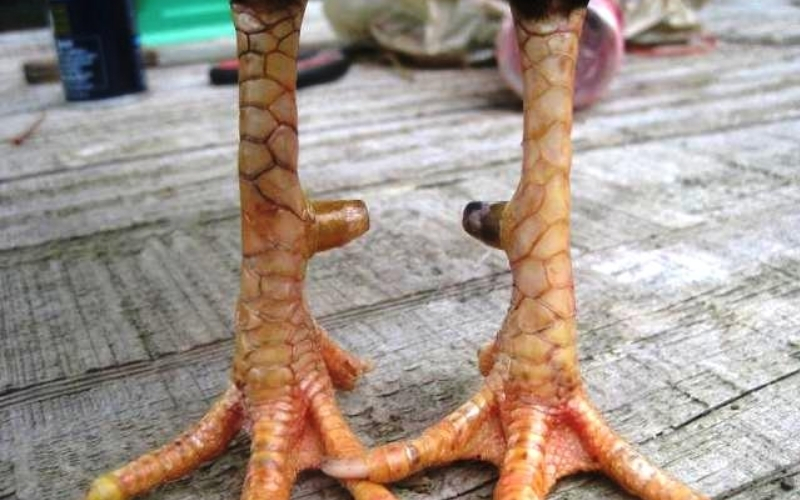 Xem tướng đầu và mặt để nhận diện thần kê