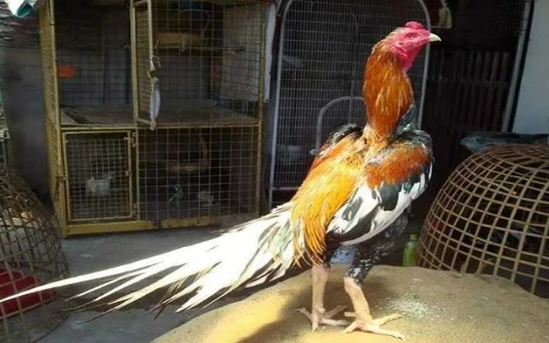 Tìm hiểu về các giống gà chọi nổi tiếng nhất thế giới hiện nay